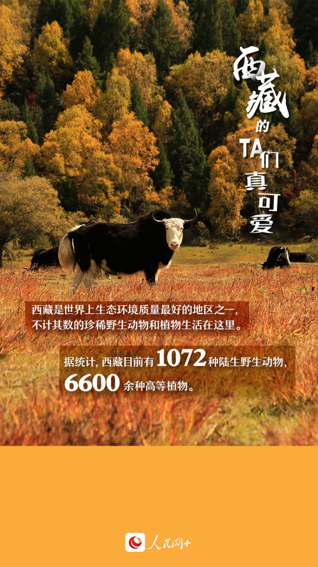 近距離觀察西藏“萌物”，走起！