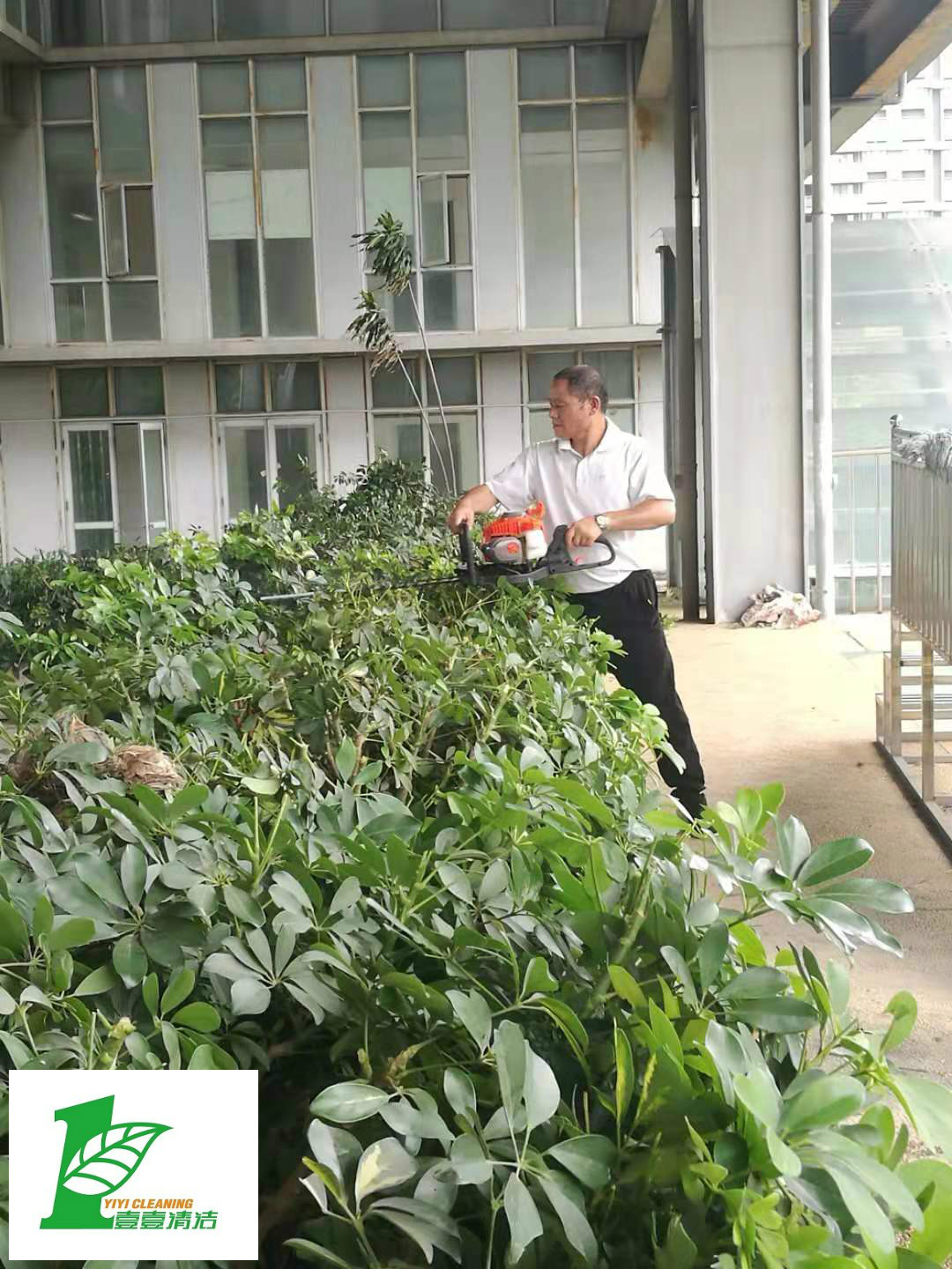 壹壹公司告訴您綠化養(yǎng)護(hù)必備修剪技巧？